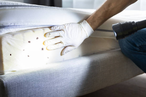 Best Affordable Pest Control Services  in Marceline, MO