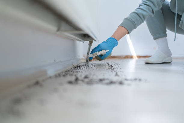 Best Local Pest Control Services  in Marceline, MO